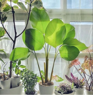 雪茄竹芋宝扇竹芋热带雨林植物室内室外办公室盆栽绿植海芋ins风
