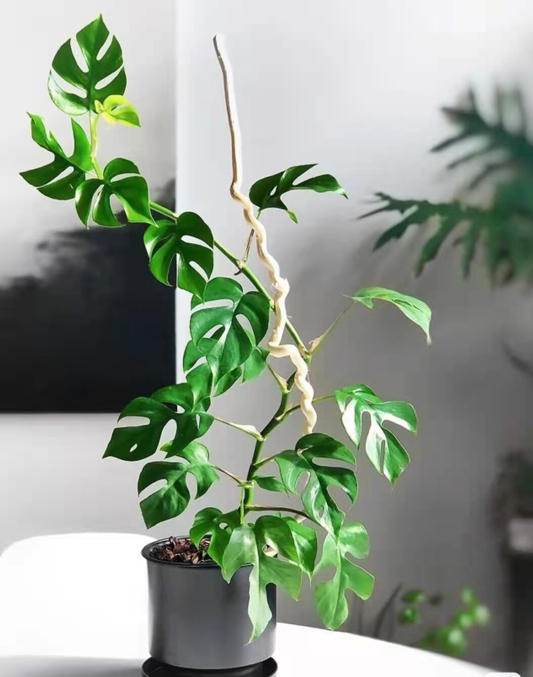 姬龟背竹飞来凤仙洞龟背春阳台室内盆栽绿植攀爬藤植物网红易养护