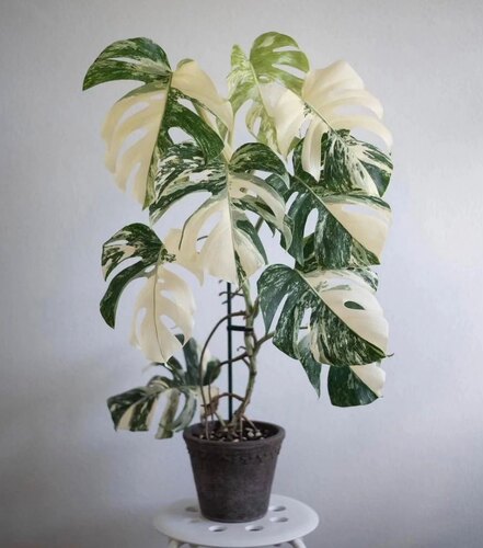 荷兰进口白锦龟背洒金花叶日本龟背竹ins风室内阳台客厅绿植盆栽