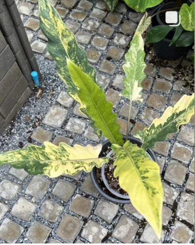 箭叶海芋锦化室内黄锦海芋竹芋