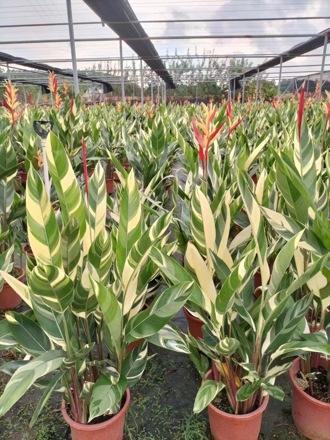 花叶热带鸟蕉庭院进口花卉白锦蝎尾蕉鸟蕉花叶常绿蝎尾蕉 锦 彩虹