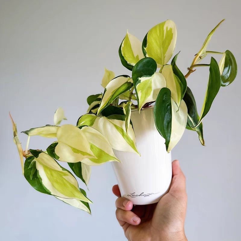 奶油飞溅蔓绿绒锦化植物网红