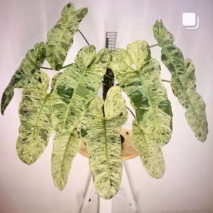 绿天堂蔓绿绒锦天南星科热带植物室内花叶盆栽INS风观叶锦化绿植