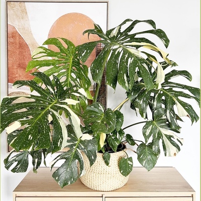 洒金龟背竹进口日本白锦黄锦水培大叶圆叶室内观叶植物客厅绿植