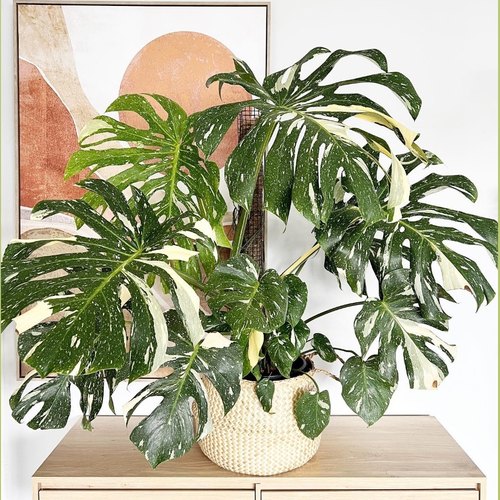 洒金龟背竹进口日本白锦黄锦水培大叶圆叶室内观叶植物客厅绿植