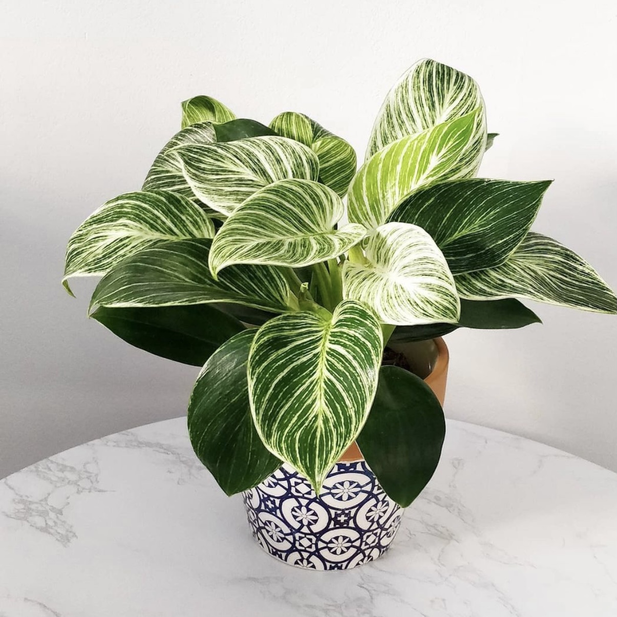 蔓绿绒铂金钻石金钻盆栽ins北欧风植物常绿桌面迷你室内绿植花卉