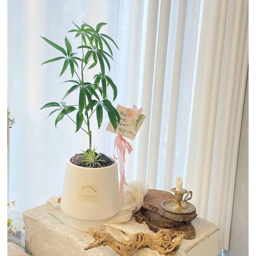 室内小众观叶植物雅意娴静绿植日本细叶伞独特的夏威夷鹅掌柴盆栽