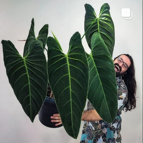 黑金蔓绿绒爬藤绿植绒面植物