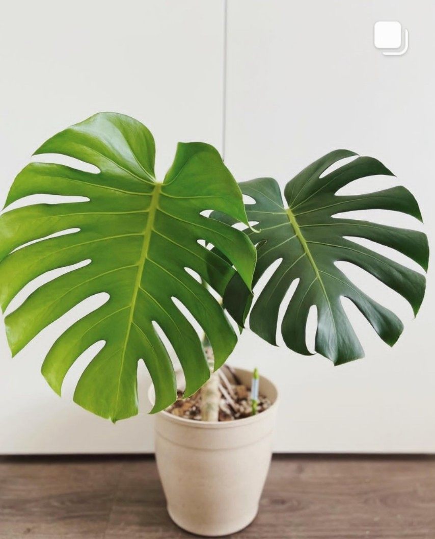 北欧龟背竹水培大叶圆叶室内观叶植物家居客厅绿植净化空气栽好发