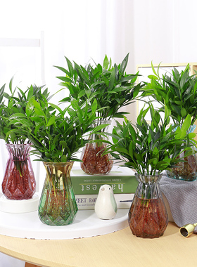 绿植盆在室内阳台进化空气多肉植