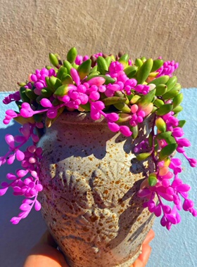 小净化空气田园室内阳台绿植盆栽