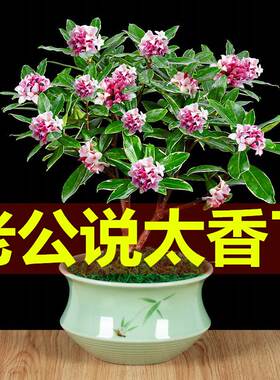 金边瑞香田园室内阳台绿植盆栽就