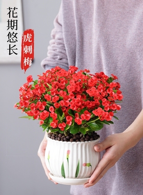 净化空气北欧室内阳台绿植盆栽