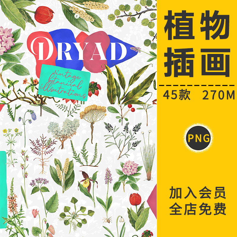 复古手绘植物花卉玫瑰花小清新草本树叶子插画PNG免抠图案PS素材