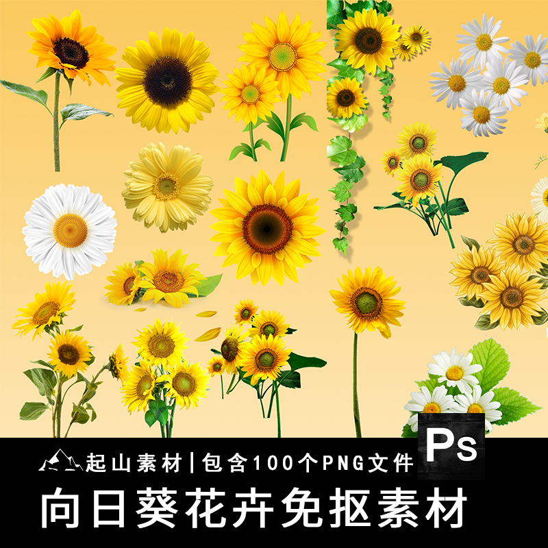 向日葵菊花太阳花朵黄色手绘春天小报png免抠图片ps背景设计素材