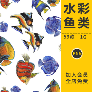 手绘水彩手绘海洋鱼类物种生物插花图剪贴画背景PNG免抠设计素材