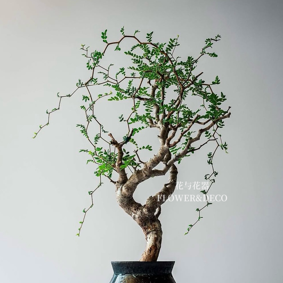 花与花器 滔天橄榄Commiphora monstruosa橄榄科树形盆栽块根绿植