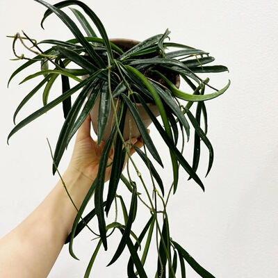 花与花器 牧羊人球兰 Hoya Shepherdii舍费尔德球兰 室内垂吊盆栽