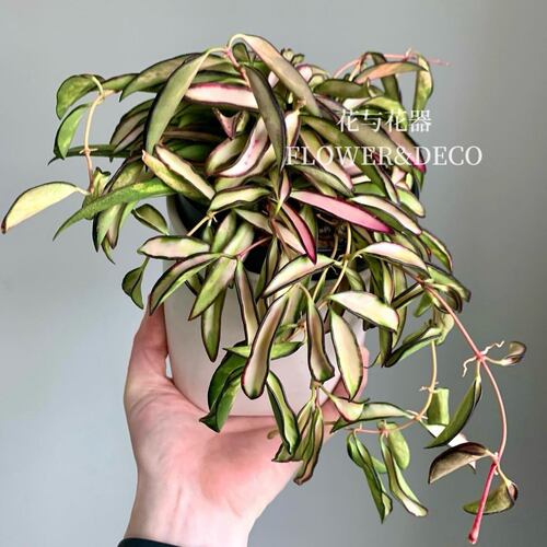 花与花器球兰合集垂吊绿植盆栽