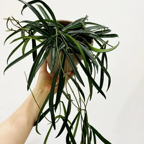 花与花器 牧羊人球兰 舍菲尔德球兰 Hoya Shepherdii    绿植盆栽
