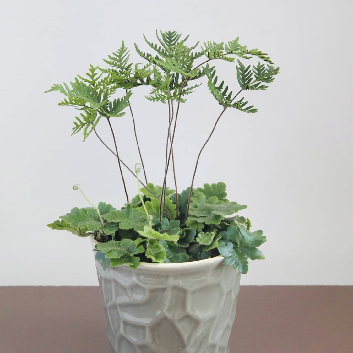 花与花器 圣诞蕨 天线蕨蕨类植物室内桌面绿植盆栽雨林缸趣味植物