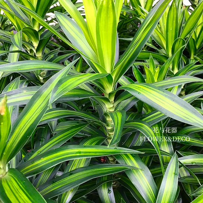 花与花器 金心百合竹 金边百合竹小苗 盆栽室内植物客厅绿植花卉