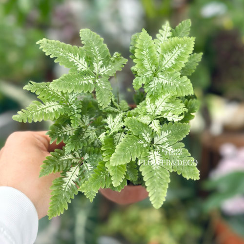 花与花器 白锦凤尾蕨 傅氏蕨类植物绿植盆栽景观叶植物耐阴新品蕨