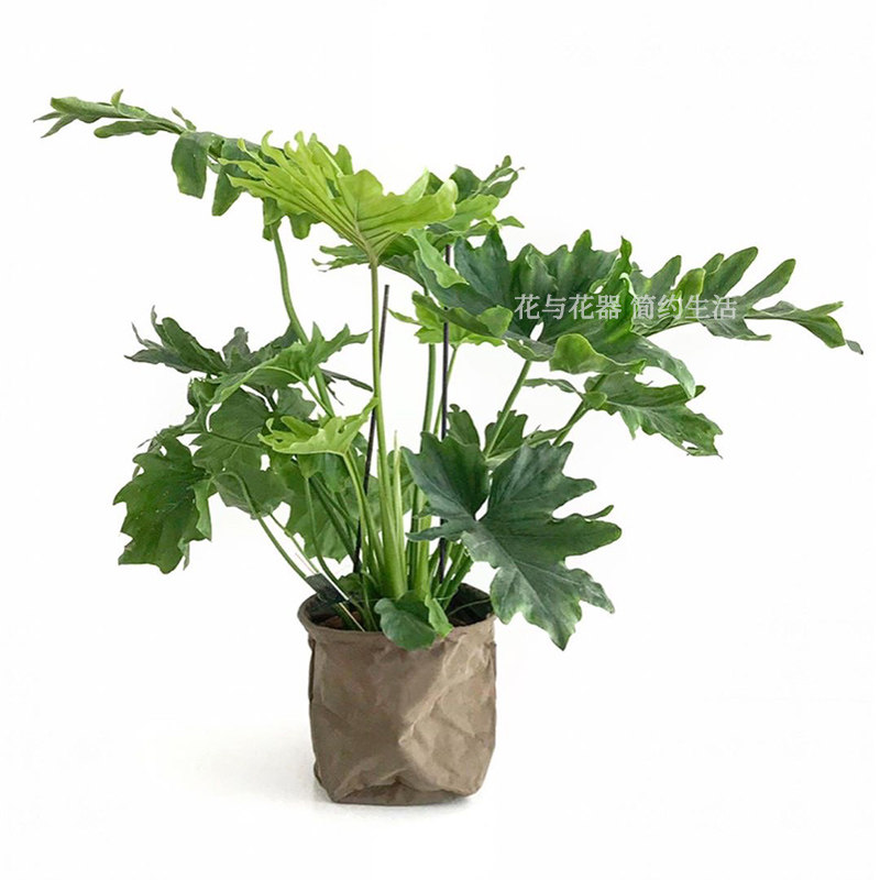 花与花器 春羽蔓绿绒 龟背竹ins北欧风室内四季常青喜阴绿植盆栽