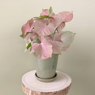 粉色戀人合果芋紅粉佳人綠精靈 花與花器 室內(nèi)耐陰綠植盆栽綠植墻
