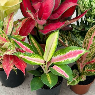 花与花器 幸运天使粗肋草 新品进口万年青室内耐阴常绿植物盆栽