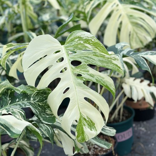 花与花器 白锦龟背竹 洒金龟背竹 锦化植物白龟切苗好养一物一拍