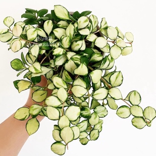 花與花器 垂吊室內(nèi)綠植花卉植物盆栽 休內(nèi)球蘭 休斯科爾內(nèi)錦球蘭
