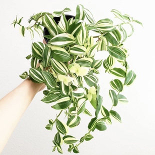 鴨跖草 花與花器 青白玉吊蘭 油畫婚禮吊蘭 室內(nèi)耐陰垂吊綠植盆栽