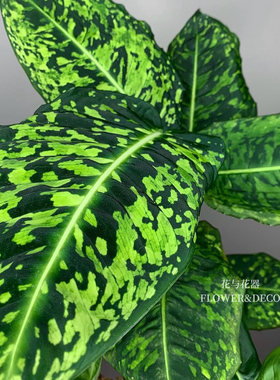 花与花器 荧光帝王万年青 迷彩粗肋草室内耐阴耐寒观叶绿植物盆栽