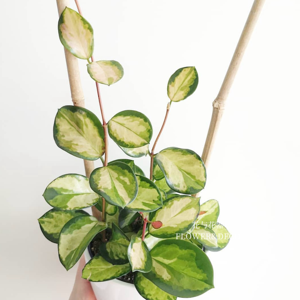 花与花器 南方内锦球兰 丽萨球兰 HoyaAustralis室内垂吊绿植盆栽