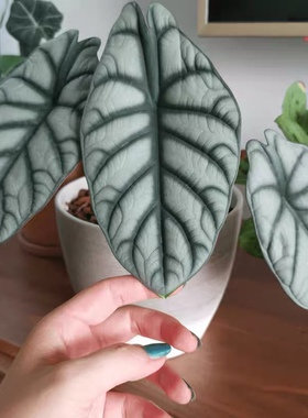 花与花器 白犀牛海芋萨利安绿天鹅绒海芋ins室内耐热耐阴绿植盆栽