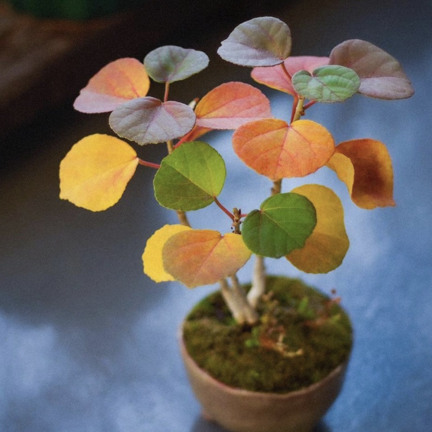 花与花器 日本滨朴 书桌室内室外阳台观叶绿植迷你盆栽秋冬变色图片