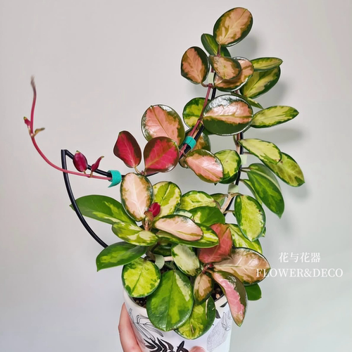 花与花器 丽萨球兰Hoya Australis Lisa球兰室内阳台绿植花卉盆栽