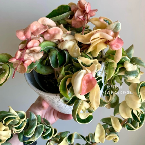 花与花器 卷叶外锦球兰 Hoya CompactaAlbomarginata室内盆栽绿植