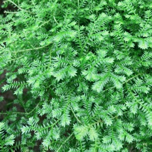 花与花器 翠云草蕨 青龙草 室内雨林耐阴生蕨类植物绿化景观铺面