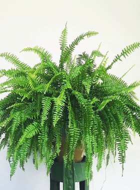 花与花器波斯顿蕨类植物垂吊耐阴