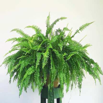 花与花器 波斯顿蕨 蕨类植物  垂吊绿植 喜水喜阴 绿植盆栽 花卉
