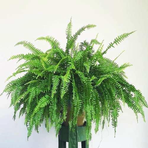 花与花器波斯顿蕨类植物垂吊耐阴