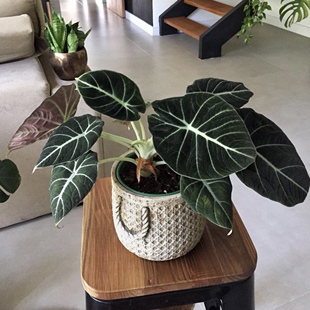 花与花器 黑天鹅绒海芋 绿天鹅萨利安室内外观叶绿植物花卉盆栽