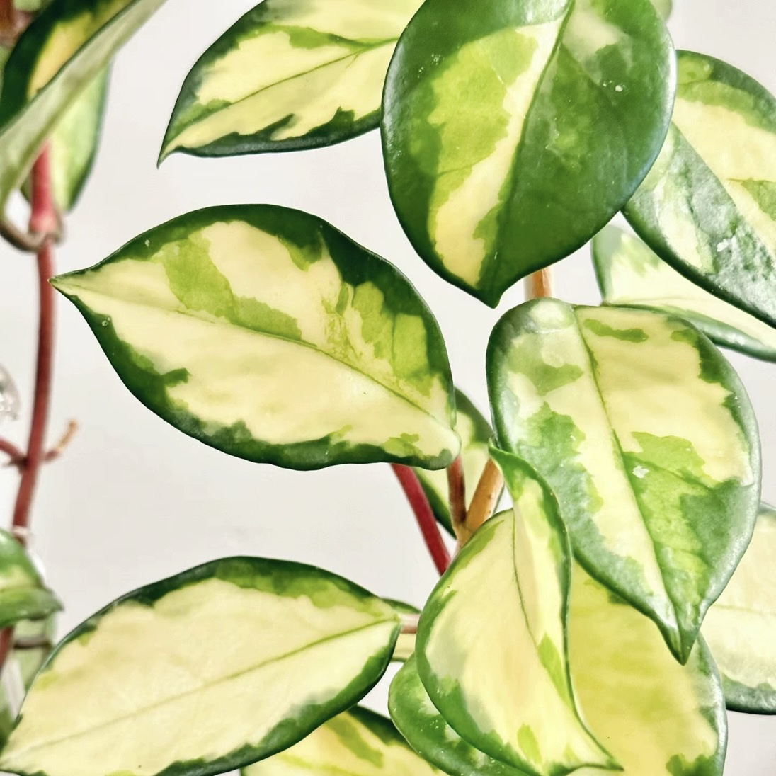 花与花器 绿叶内锦球兰 三色球兰 金心球兰室内阳台垂吊绿植盆栽