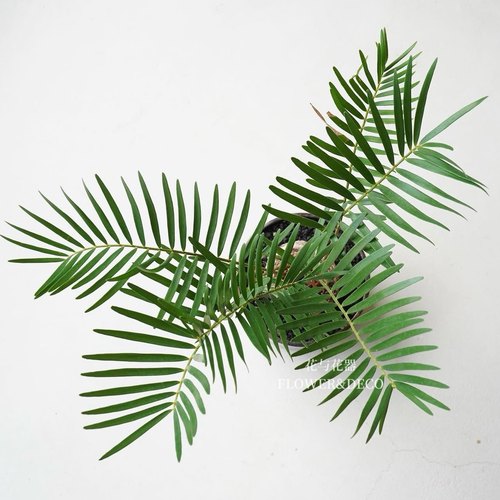 花与花器 泽米铁 佛罗里达燕尾铁 鱼骨双子铁树 室内阳台绿植盆栽
