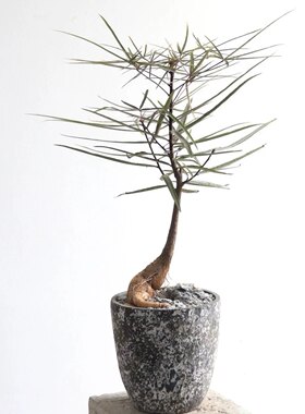 花与花器 昆士兰瓶干佛肚树 室内外意境ins风盆栽绿植物耐旱好养