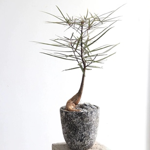 花与花器 昆士兰瓶干佛肚树 室内外意境ins风盆栽绿植物耐旱好养