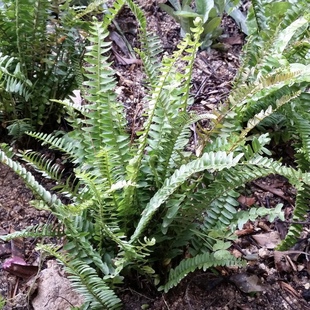 腎蕨波斯頓蕨室內(nèi)庭院耐陰耐寒 花與花器 花園地栽工程花鏡大小苗