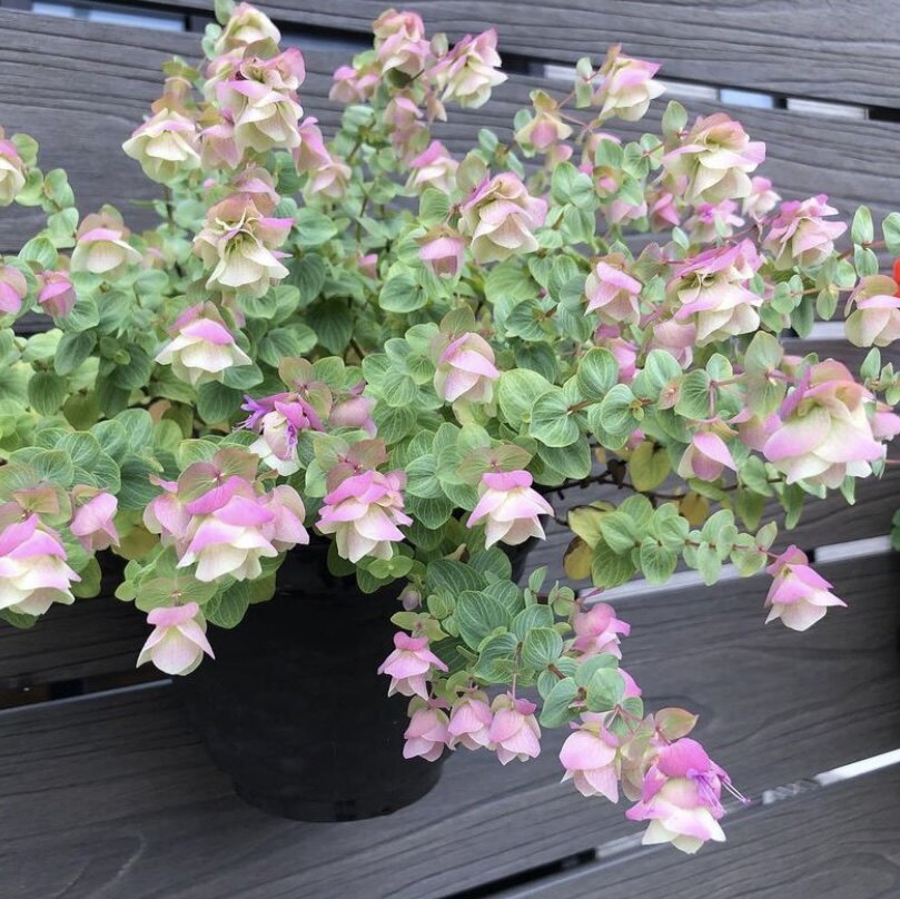 花与花器 折纸画观赏牛至 垂吊挂观叶阳台室内外耐热耐寒植物花卉